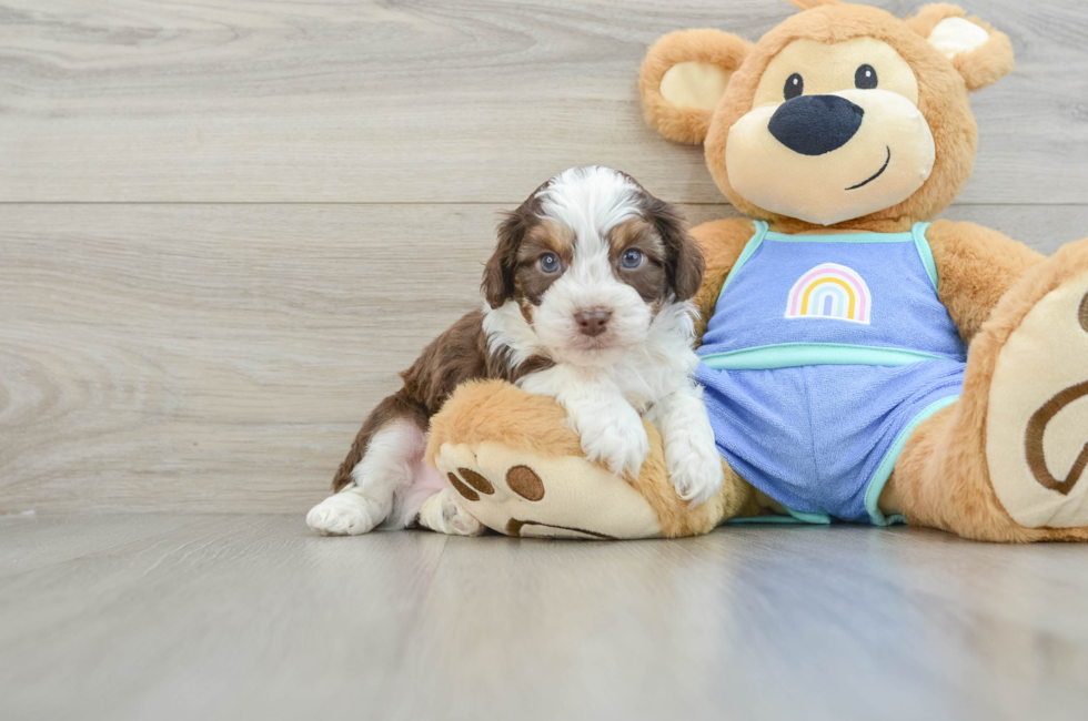 6 week old Mini Aussiedoodle Puppy For Sale - Puppy Love PR