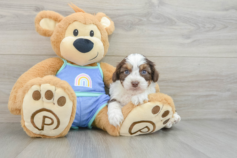 Best Mini Aussiedoodle Baby