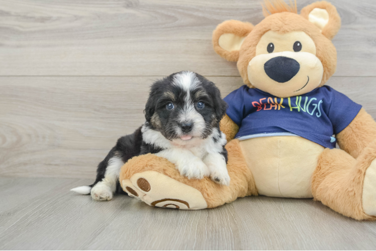 Sweet Mini Aussiedoodle Baby