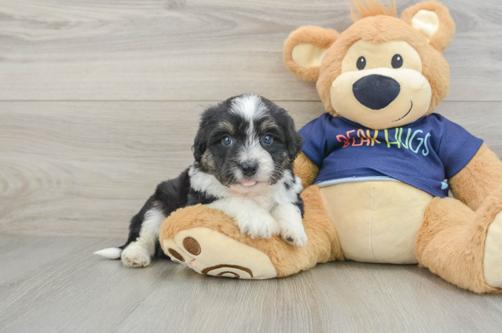 6 week old Mini Aussiedoodle Puppy For Sale - Puppy Love PR