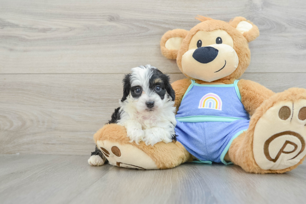 Fluffy Mini Aussiedoodle Poodle Mix Pup