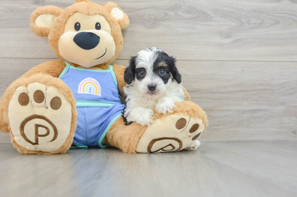 6 week old Mini Aussiedoodle Puppy For Sale - Puppy Love PR