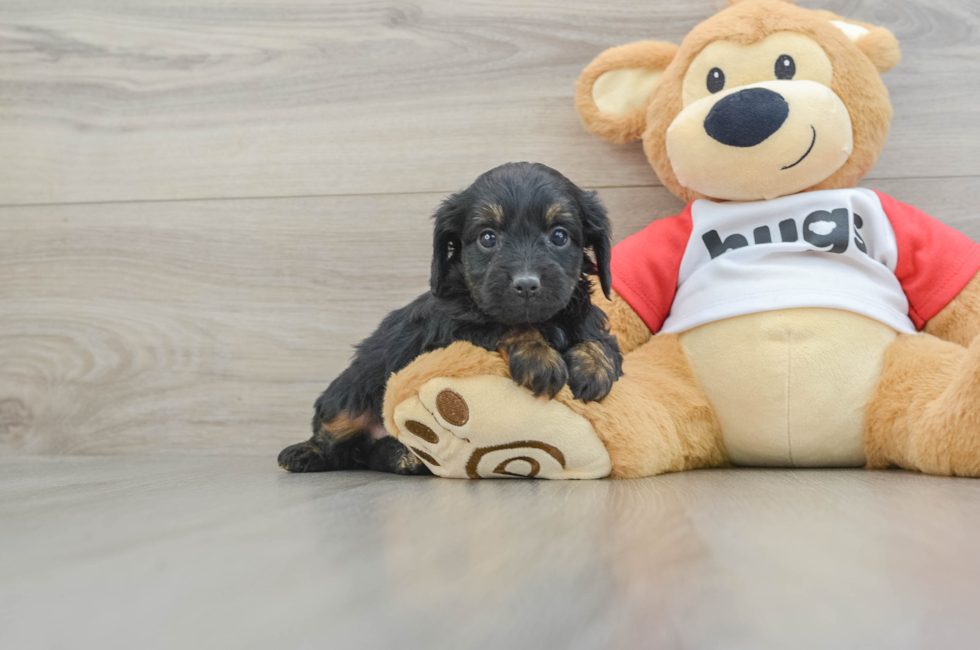 6 week old Mini Aussiedoodle Puppy For Sale - Puppy Love PR