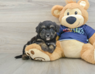 9 week old Mini Aussiedoodle Puppy For Sale - Puppy Love PR
