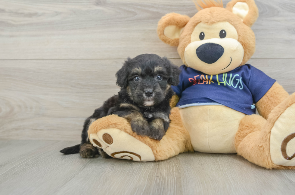 6 week old Mini Aussiedoodle Puppy For Sale - Puppy Love PR