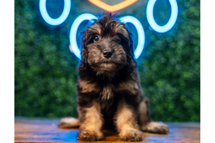 Best Mini Aussiedoodle Baby