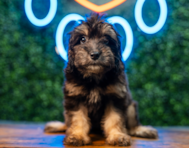 9 week old Mini Aussiedoodle Puppy For Sale - Puppy Love PR