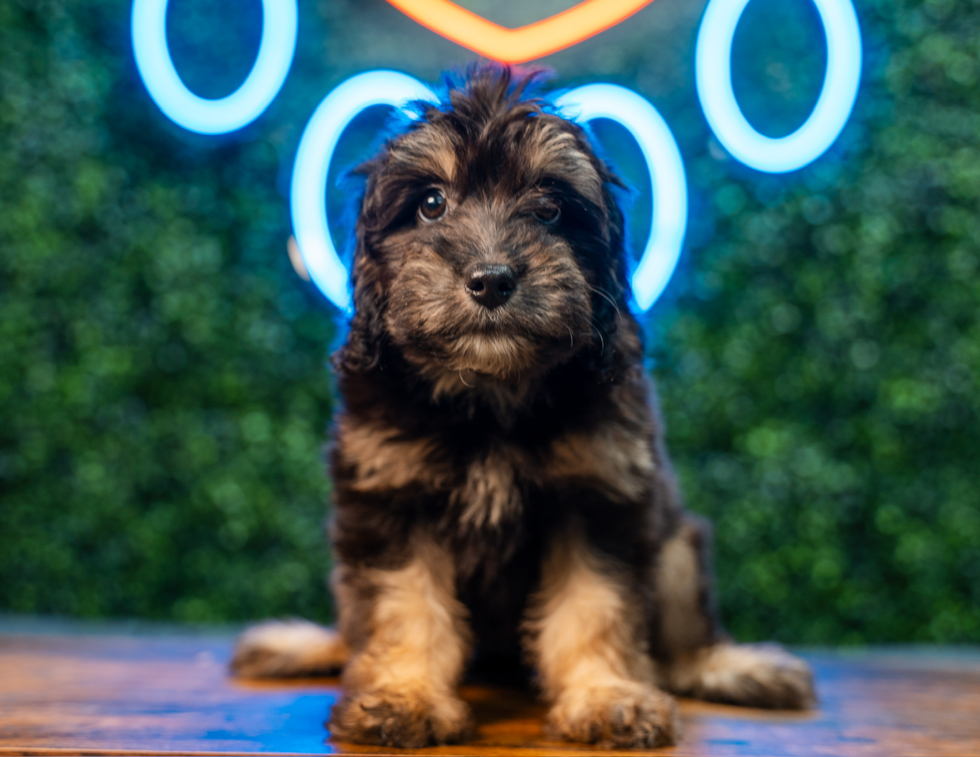 Best Mini Aussiedoodle Baby