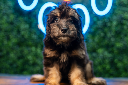 Best Mini Aussiedoodle Baby