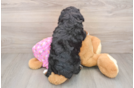 Mini Aussiedoodle Puppy for Adoption