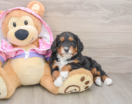 7 week old Mini Aussiedoodle Puppy For Sale - Puppy Love PR