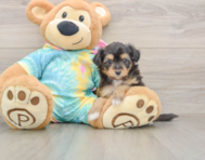 7 week old Mini Aussiedoodle Puppy For Sale - Puppy Love PR