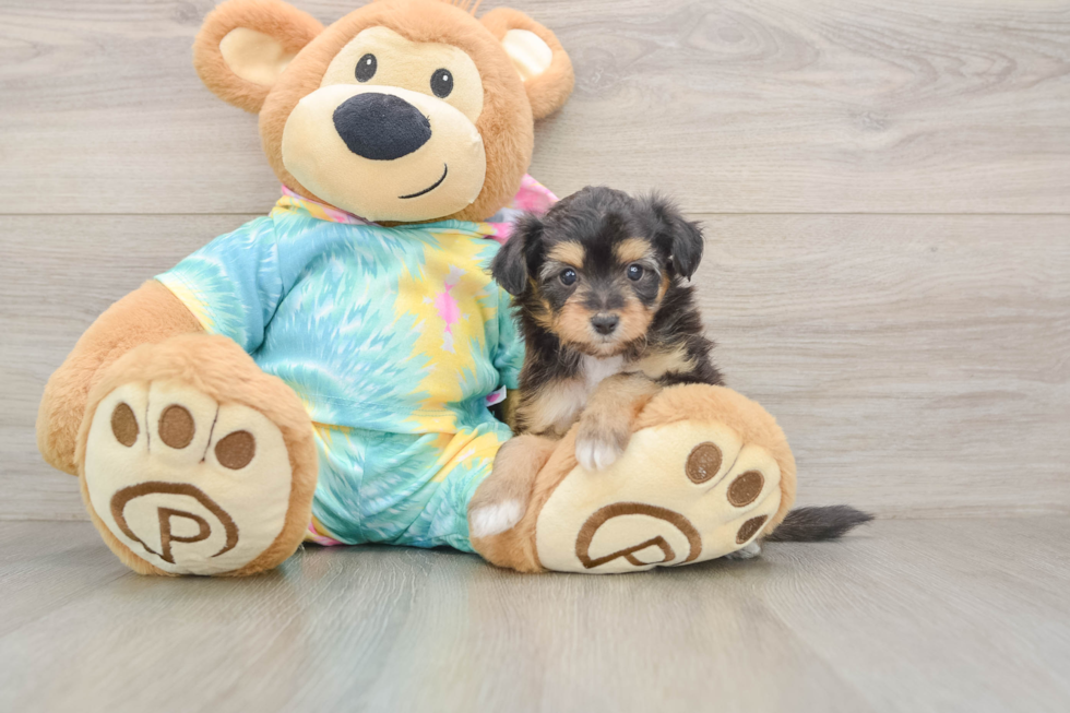 Adorable Mini Australian Shepherd X Poodle Mix Poodle Mix Puppy