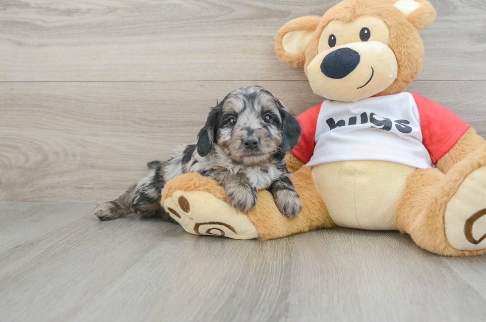 6 week old Mini Aussiedoodle Puppy For Sale - Puppy Love PR