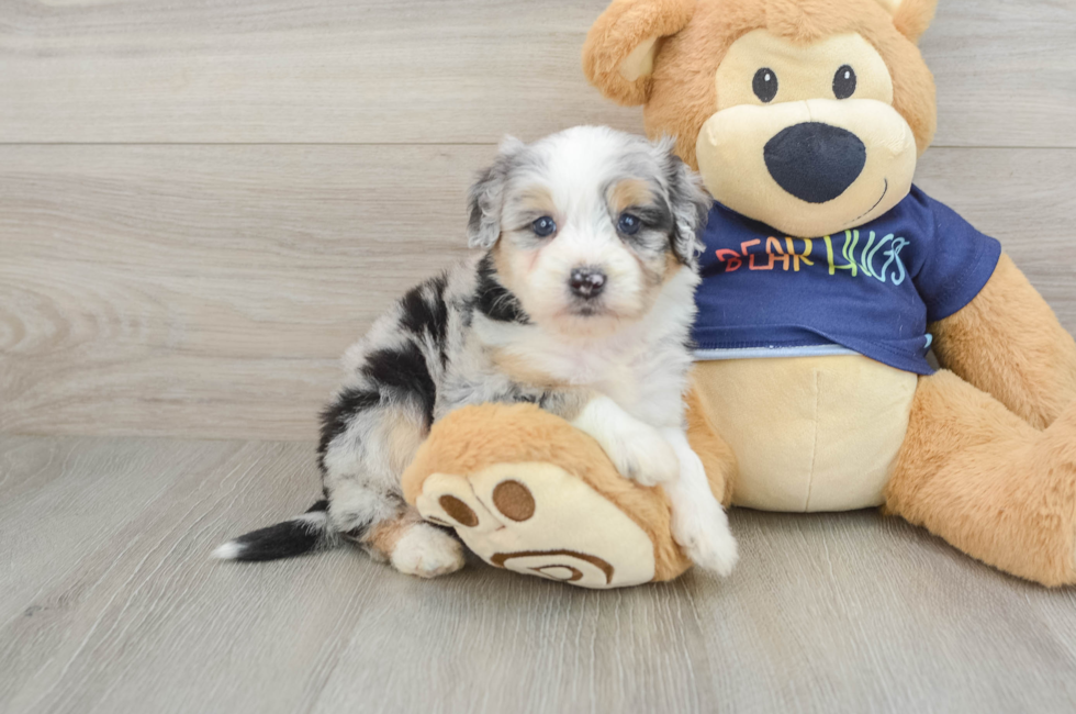 6 week old Mini Aussiedoodle Puppy For Sale - Puppy Love PR