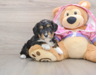 7 week old Mini Aussiedoodle Puppy For Sale - Puppy Love PR