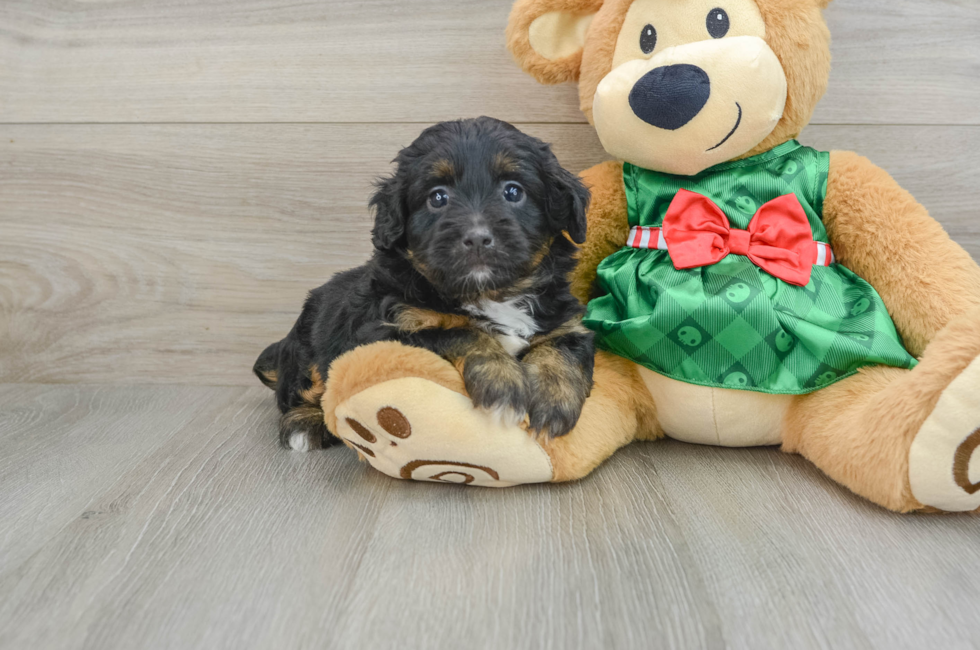 6 week old Mini Aussiedoodle Puppy For Sale - Puppy Love PR