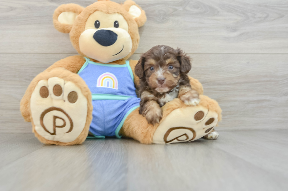 6 week old Mini Aussiedoodle Puppy For Sale - Puppy Love PR