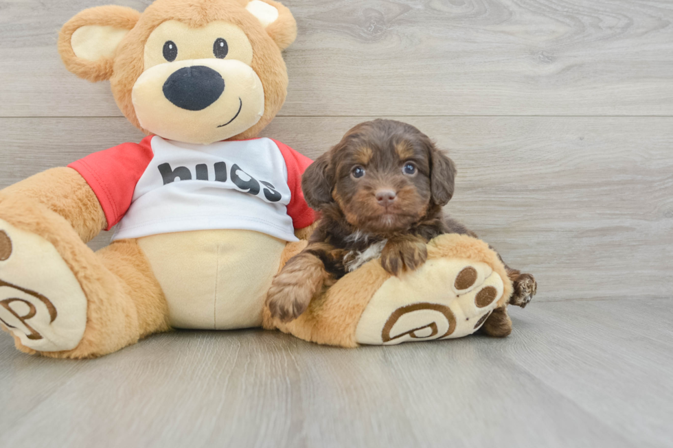 Friendly Mini Aussiedoodle Baby