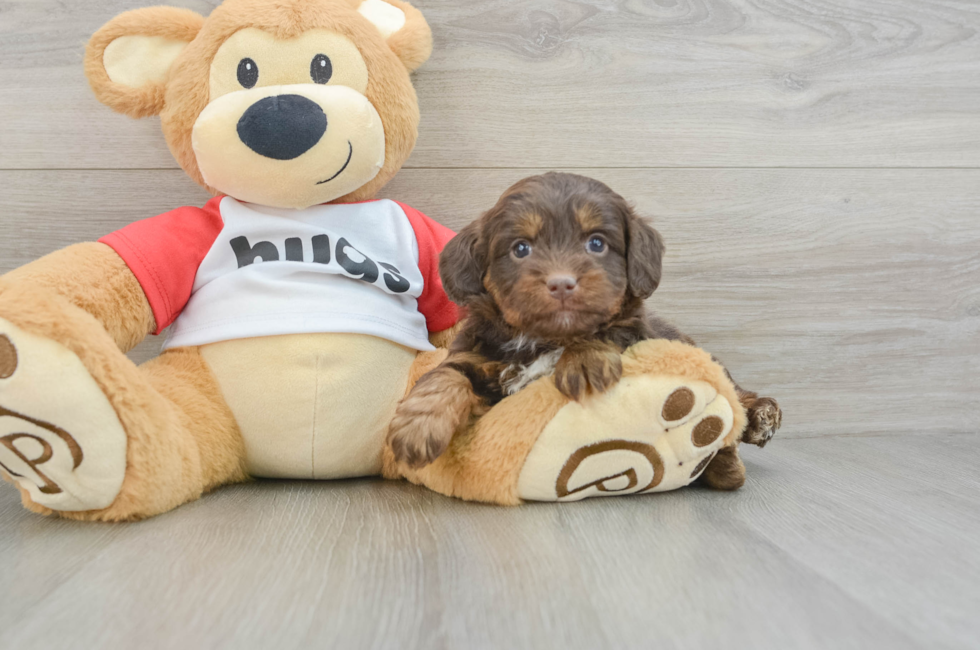 6 week old Mini Aussiedoodle Puppy For Sale - Puppy Love PR