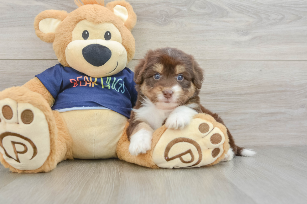6 week old Mini Aussiedoodle Puppy For Sale - Puppy Love PR