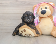 7 week old Mini Aussiedoodle Puppy For Sale - Puppy Love PR