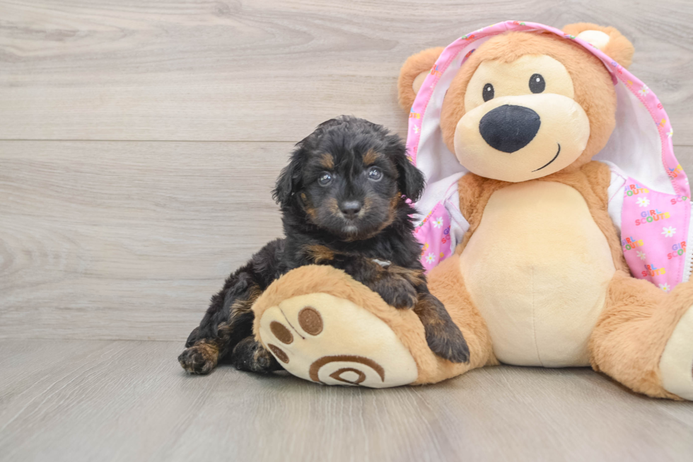 Mini Aussiedoodle Pup Being Cute