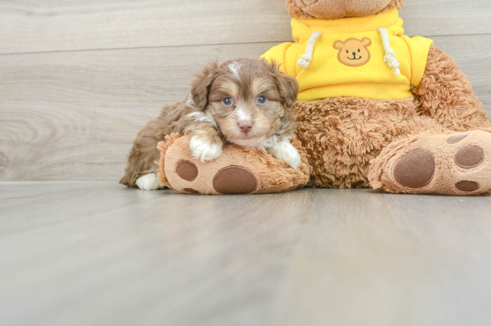 5 week old Mini Aussiedoodle Puppy For Sale - Puppy Love PR