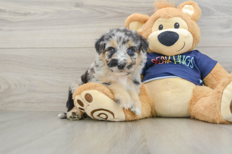 6 week old Mini Aussiedoodle Puppy For Sale - Puppy Love PR