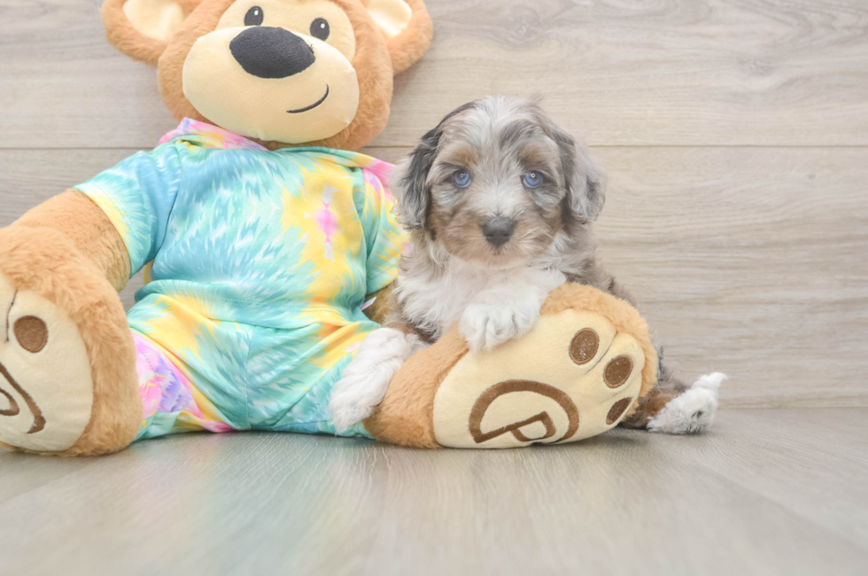 6 week old Mini Aussiedoodle Puppy For Sale - Puppy Love PR