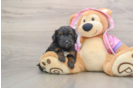 Happy Mini Aussiedoodle Baby