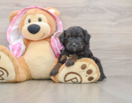 9 week old Mini Aussiedoodle Puppy For Sale - Puppy Love PR