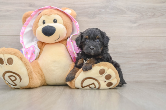Mini Aussiedoodle Puppy for Adoption