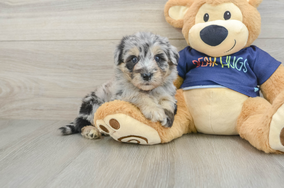 6 week old Mini Aussiedoodle Puppy For Sale - Puppy Love PR