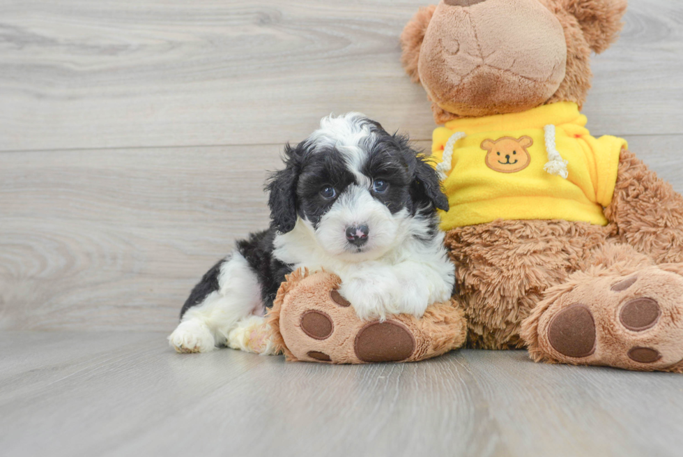 Cute Mini Aussiedoodle Baby