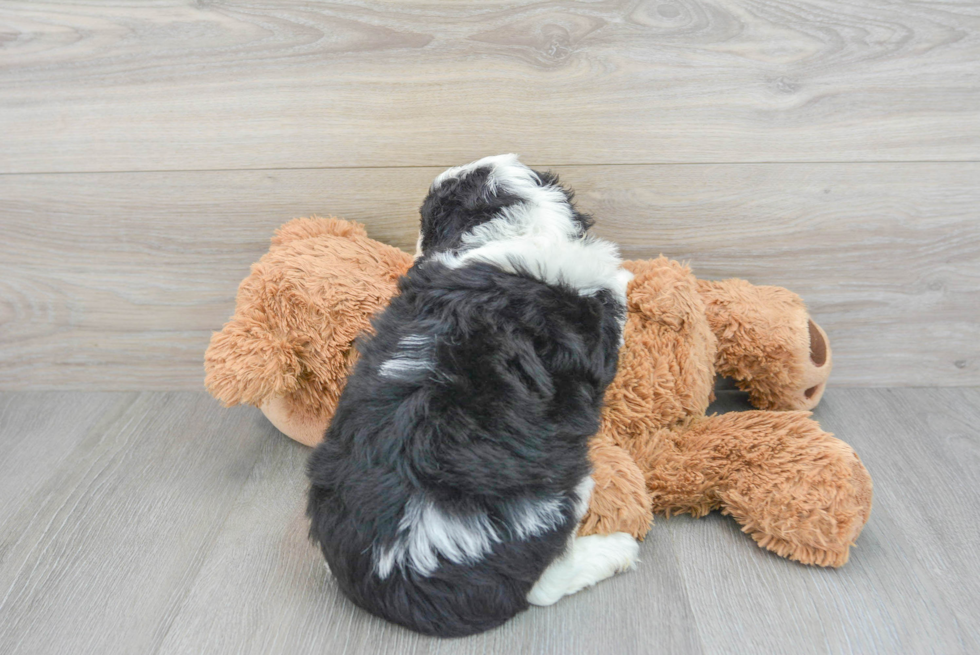 Playful Aussiepoo Poodle Mix Puppy