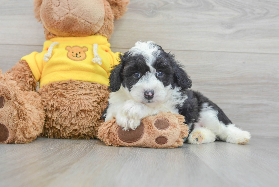 Petite Mini Aussiedoodle Poodle Mix Pup