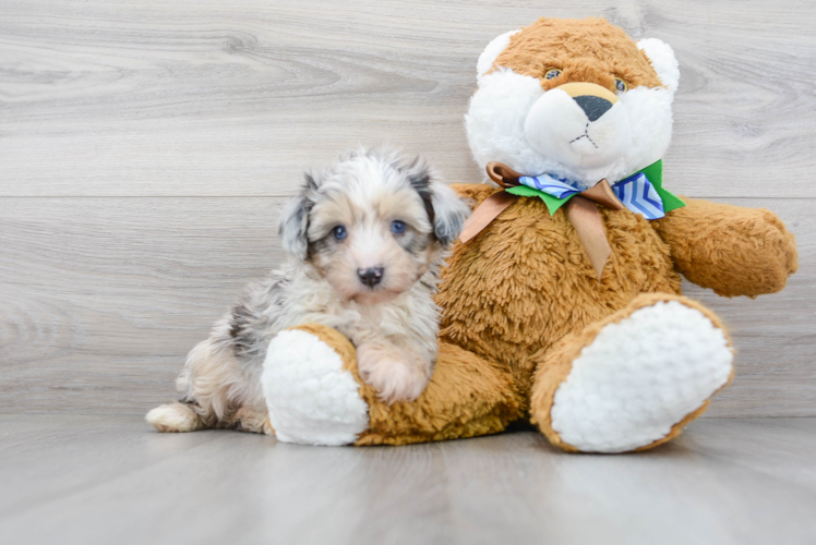 Meet Zendaya - our Mini Aussiedoodle Puppy Photo 1/3 - Puppy Love PR Best Mini Aussiedoodle Baby
