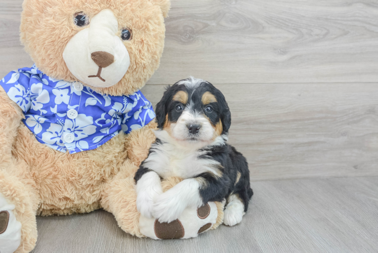 Meet Aberdeen - our Mini Bernedoodle Puppy Photo 1/3 - Puppy Love PR Mini Bernedoodle Pup Being Cute