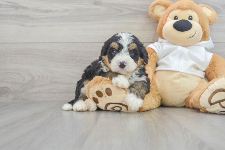 Meet Aberdeen - our Mini Bernedoodle Puppy Photo 1/3 - Puppy Love PR Mini Bernedoodle Puppy for Adoption