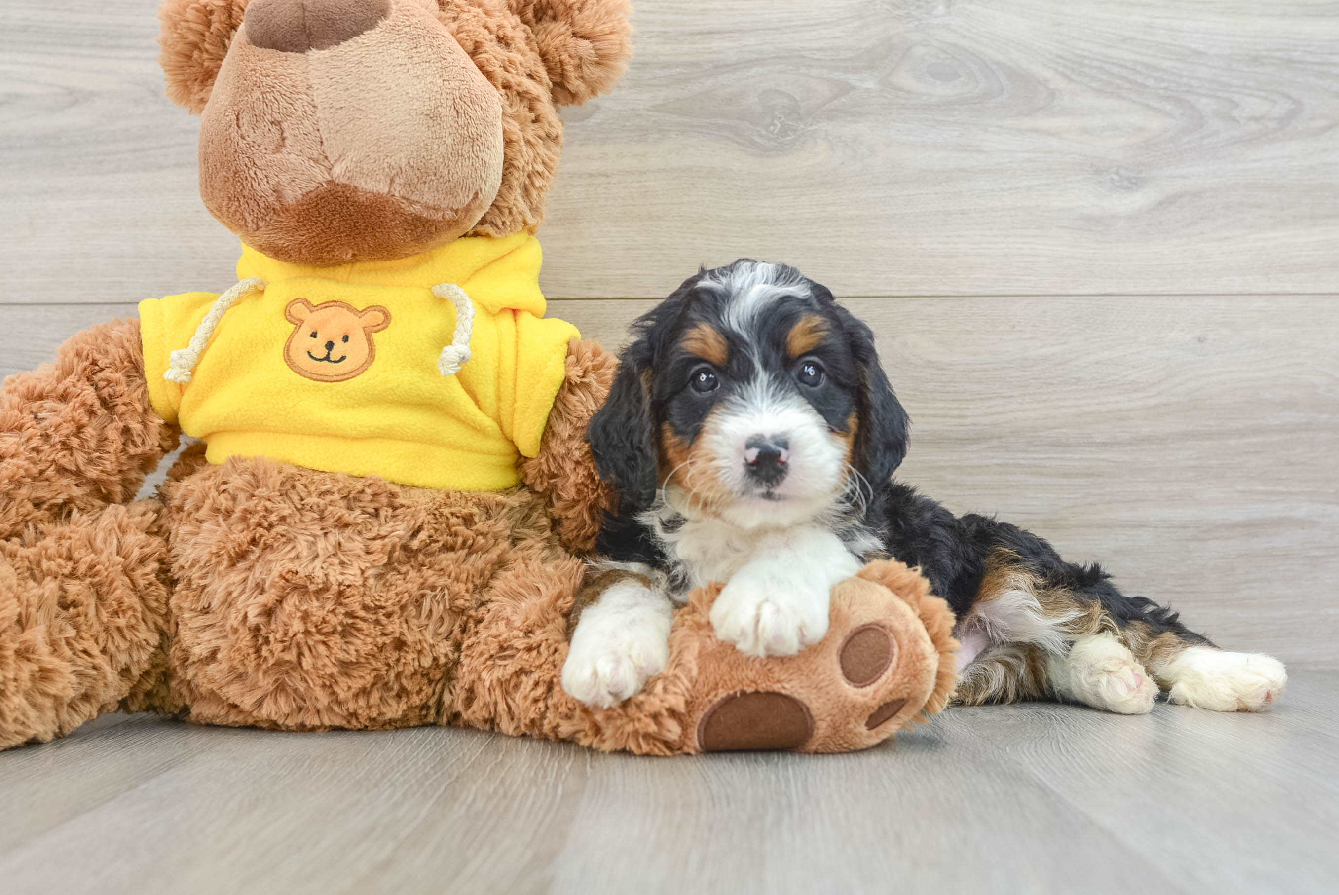 Sweet Mini Bernedoodle Baby