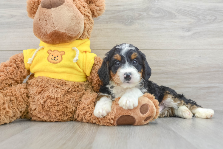 Meet Aberdeen - our Mini Bernedoodle Puppy Photo 1/3 - Puppy Love PR Sweet Mini Bernedoodle Baby