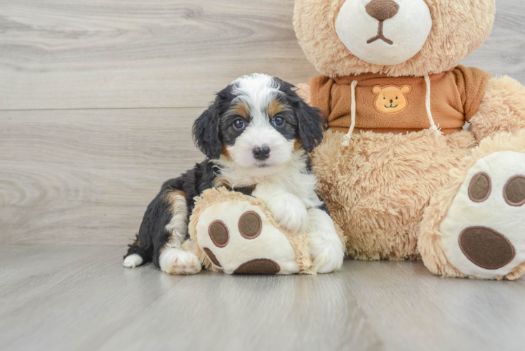 Small Mini Bernedoodle Baby