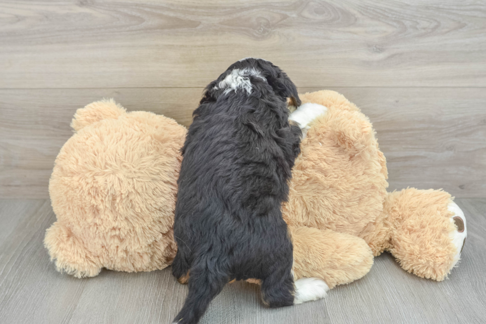 Mini Bernedoodle Pup Being Cute