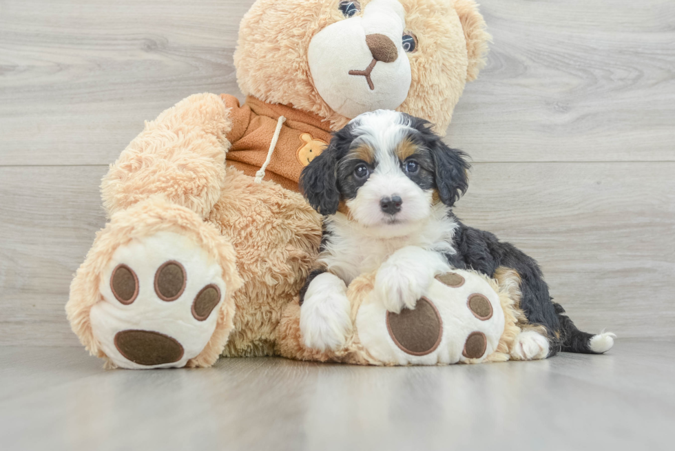 Sweet Mini Bernedoodle Baby