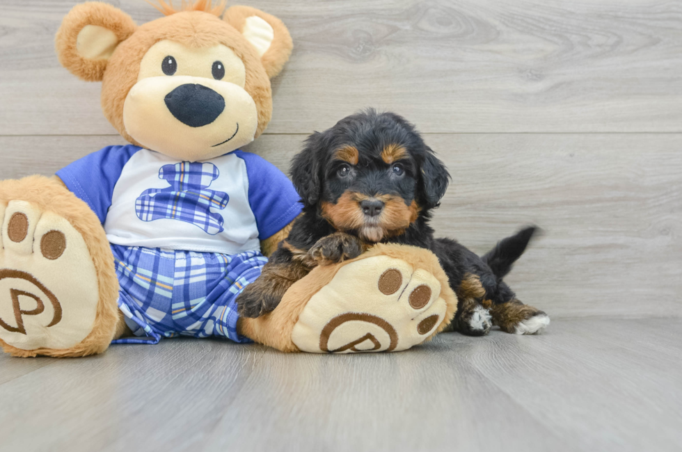 6 week old Mini Bernedoodle Puppy For Sale - Puppy Love PR