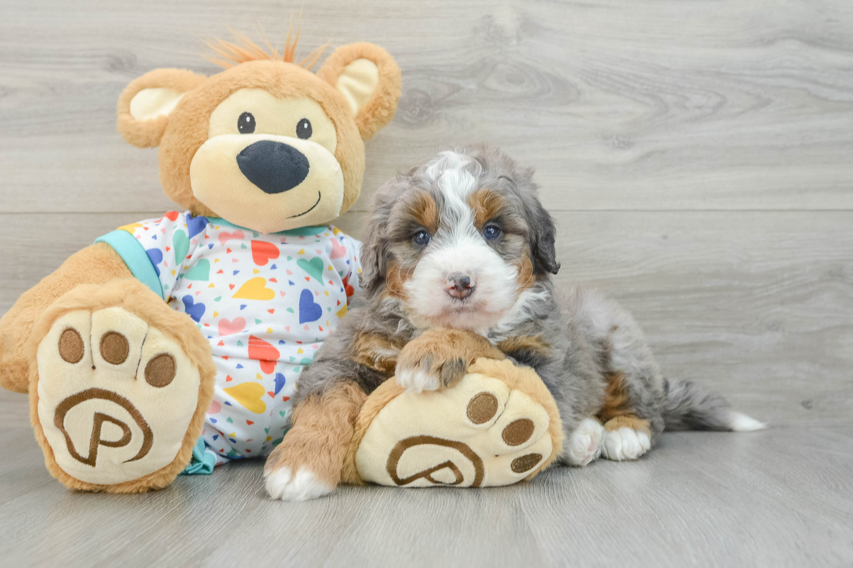 Best Mini Bernedoodle Baby