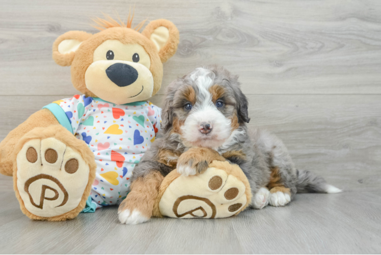 Meet Aberdeen - our Mini Bernedoodle Puppy Photo 1/3 - Puppy Love PR Best Mini Bernedoodle Baby