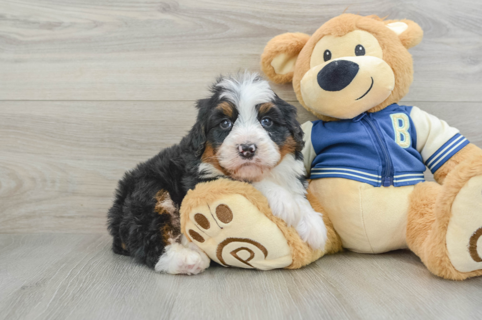 5 week old Mini Bernedoodle Puppy For Sale - Puppy Love PR