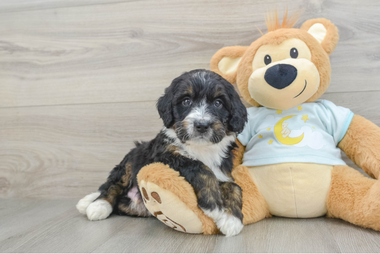 Best Mini Bernedoodle Baby